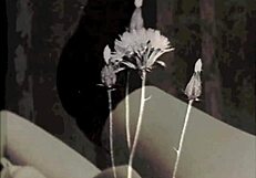 ever wonder about victorian taboo confessions from a naughty english gentleman's erotic family secrets?