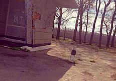 Stepbrother Stepsister Cum on Panties