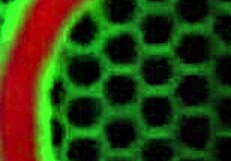 Bbc bull makes asian hotwife maxine squirt hard