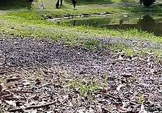 Strolling With Stepmom She FLASHES Huge Tits And Teases Publicly