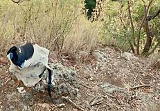 Petite babe craves huge cumshot facial on forest walk pov