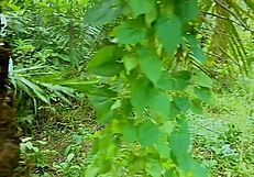 Porn king ravages amateur BBW goddess bush