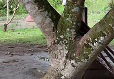 my country neighbor came for lemons but got my hot milk instead uh