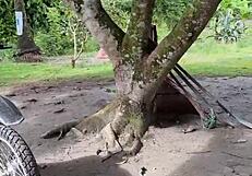 my country neighbor came for lemons but got my hot milk instead uh