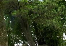 Skinny latina big pussy lips tempt outdoor anal romp
