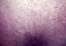 asian teen's juicy hairy pussy filled with cum closeup