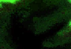 i dirty fuck my hairy black pussy fingering wet to orgasm lesbian style
