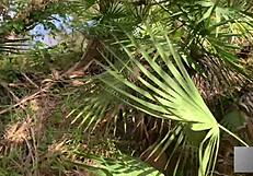 Fucking Athletic Blonde in Florida Swamp Outdoor Public POV Moaning Blowjob