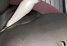 pregnant black bbw stuffs fat pussy with big black dildo hardcore