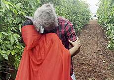 lobo mau finds red riding hood in forest