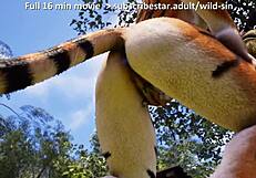 mythical minotaur enjoys outdoor time with tigress