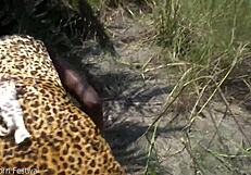 Chiefs son fucked tribal girl on tree