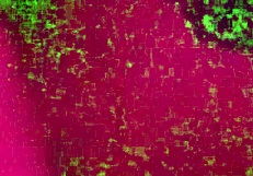 Ližem njene velike sramne ustnice, medtem ko se ona potaplja v mojo pičko.